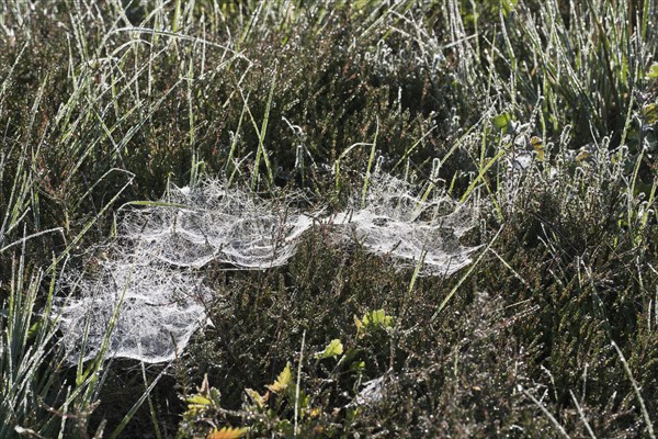 Dove-covered spider webs in ground vegetation