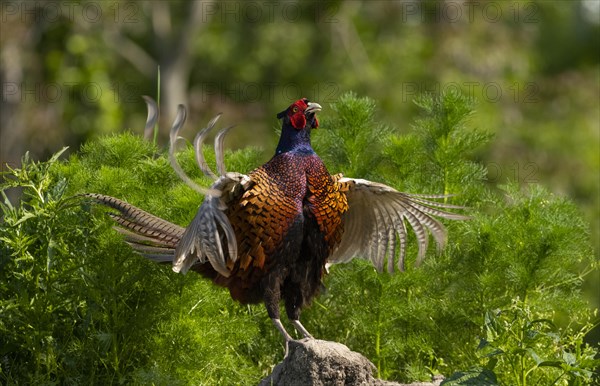 Pheasant