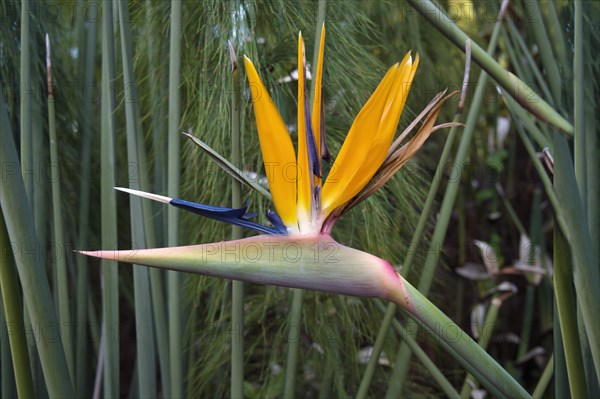 Bird of Paradise