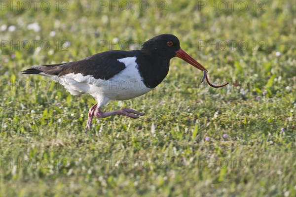 Eurasian oystercatcher