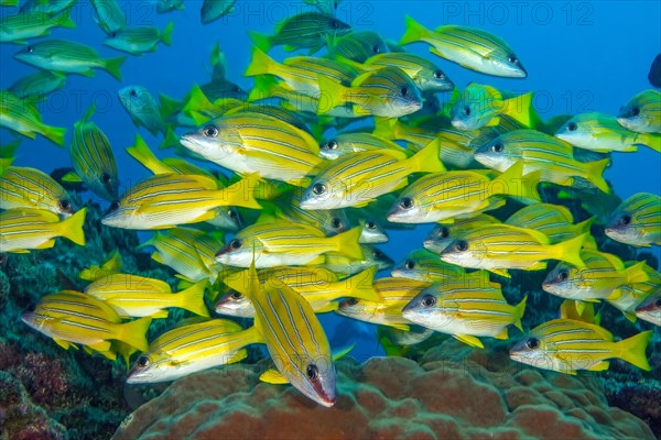 Small school of bluestripe snapper