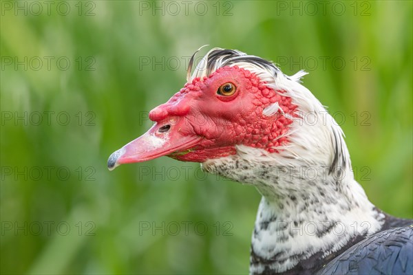 Muscovy duck