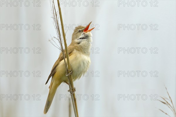 Great reed warbler