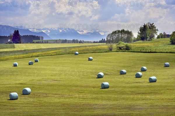 Spring meadows with grass silage bales