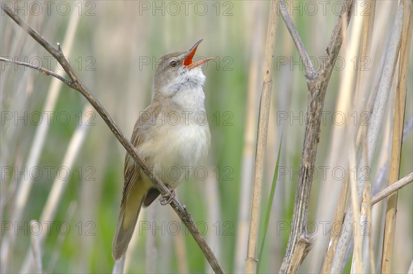 Great reed warbler