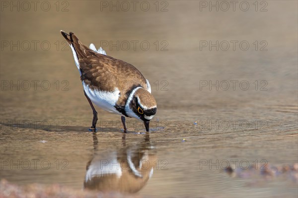 Little ringed plover