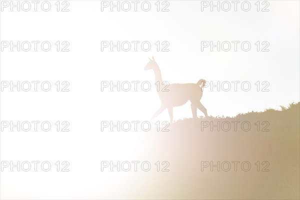 Guanaco