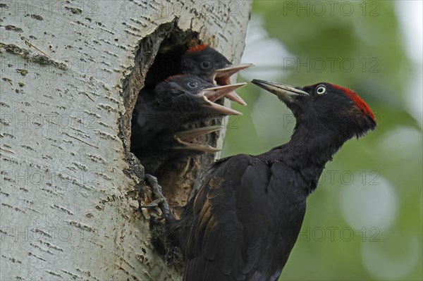 Black woodpecker