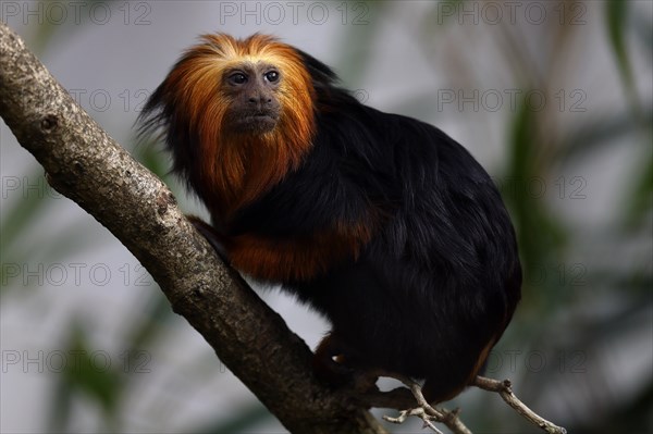 Golden-headed lion monkey