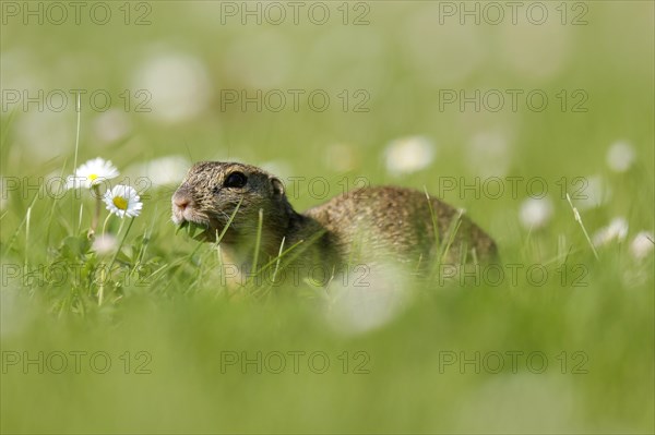 Gopher