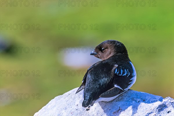 Alone Little auk