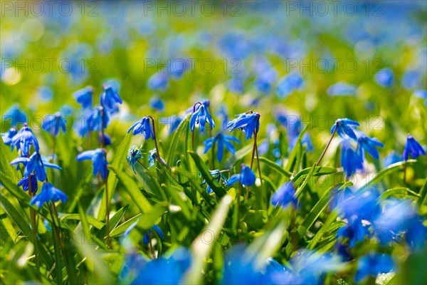 Siberian squill