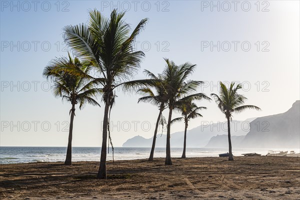 Palm trees in backlight on Mughsail beach