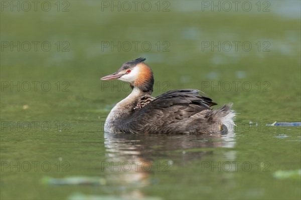 Great Crested Grebe