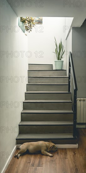 View of a home interior modern staircase and a dog sleeping on the floor