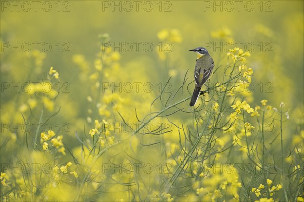 Western yellow wagtail