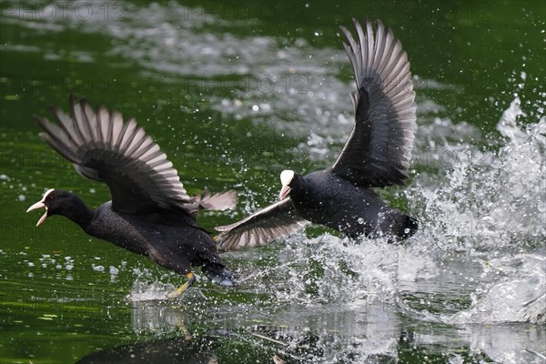 Fighting common coots