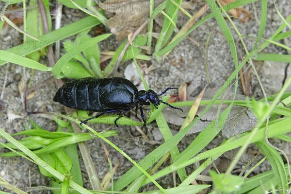 Oil beetle