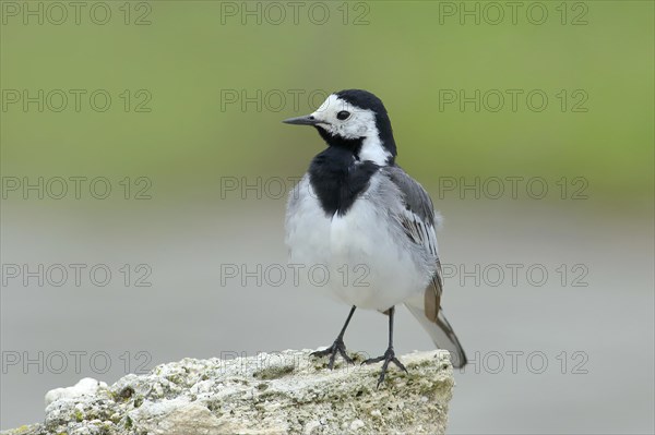 White wagtail