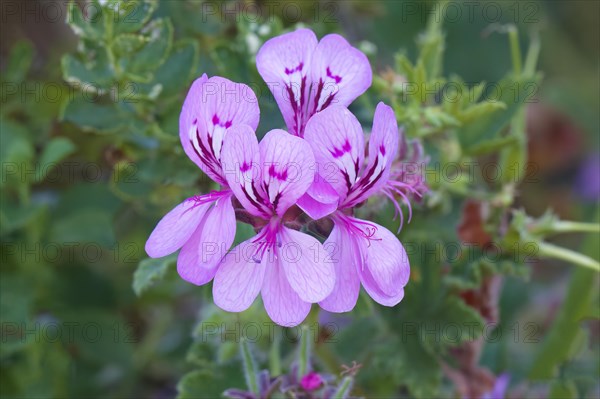 Pelargonium botulinum