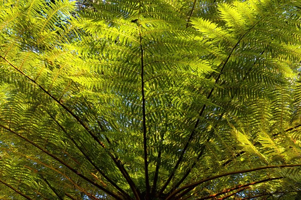 Common Tree Fern