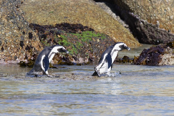 Two African Penguins