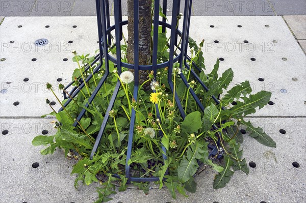 Tree in iron cage and common dandelion