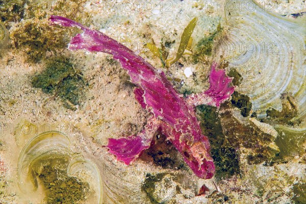 View View from above of narrow body shape silhouette of wobble fish Leaf fish