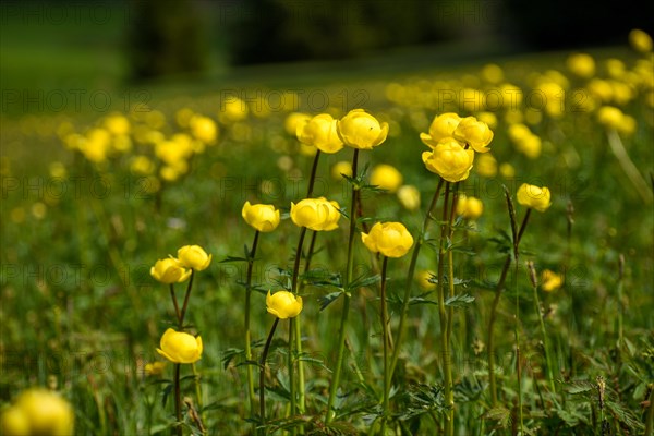 Meadow full of globeflowers