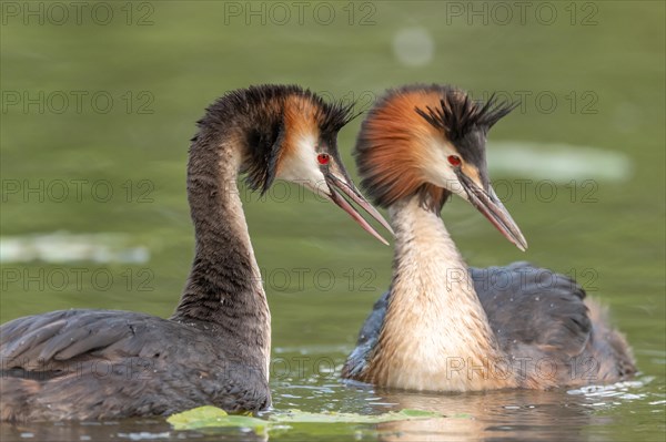 Pair of Great Crested Grebe