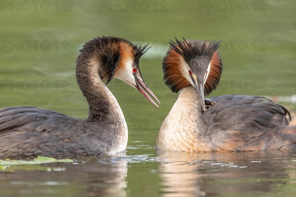 Pair of Great Crested Grebe
