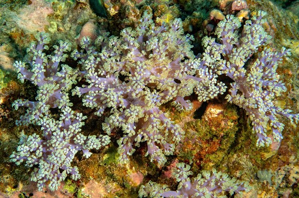 Pump coral