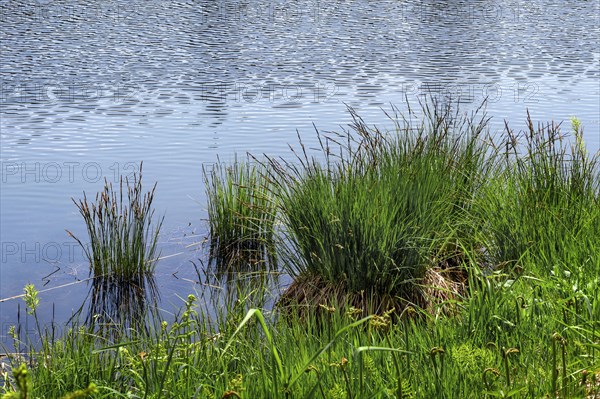 Lake shore and tufted sedge