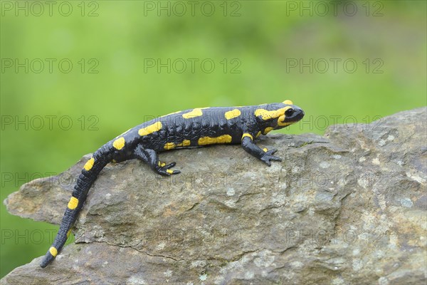 Fire salamander