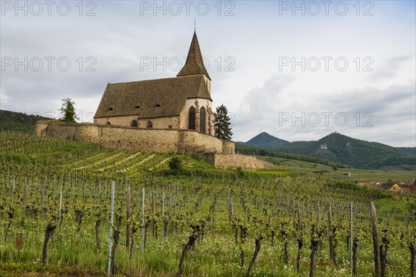 Church in the vineyards