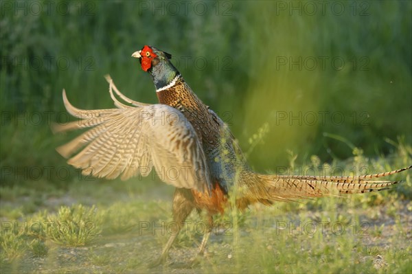 Pheasant