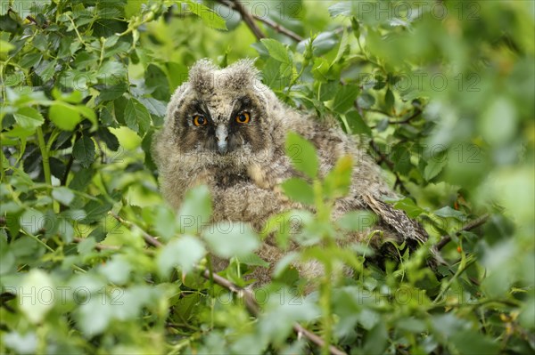 Long-eared owl