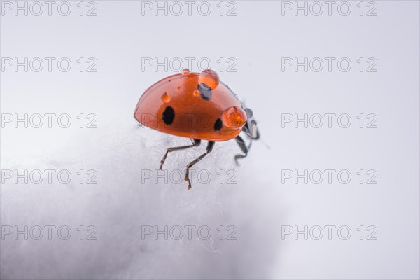 Beautiful photo of red ladybug walking on a cotton