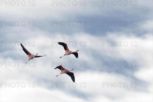 Pink flamingo