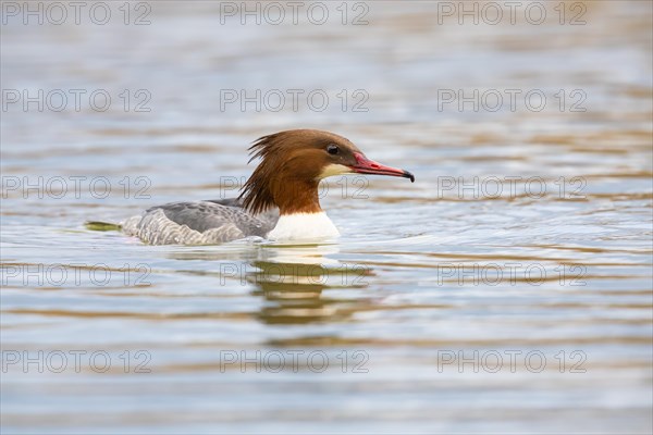 Common merganser