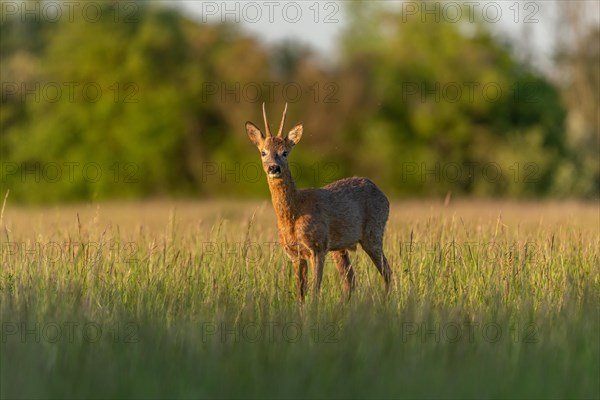 Roebuck