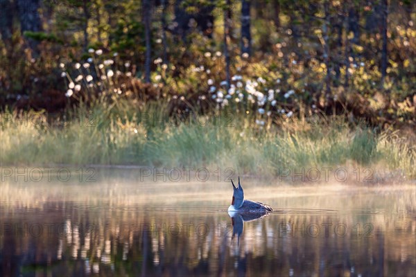 Red throated Loon