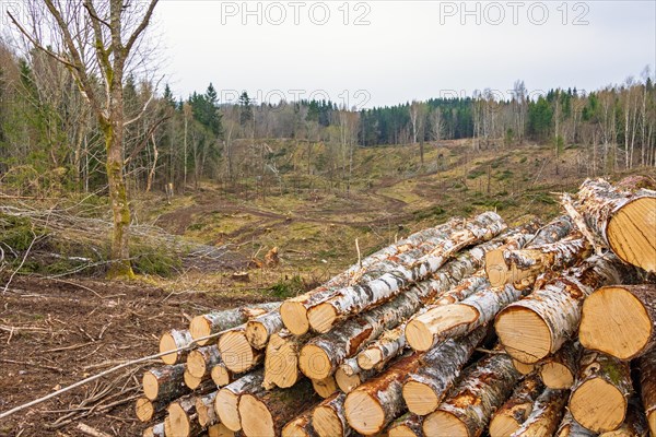 Birch logs in a pile at a forestry clearing in a woodland