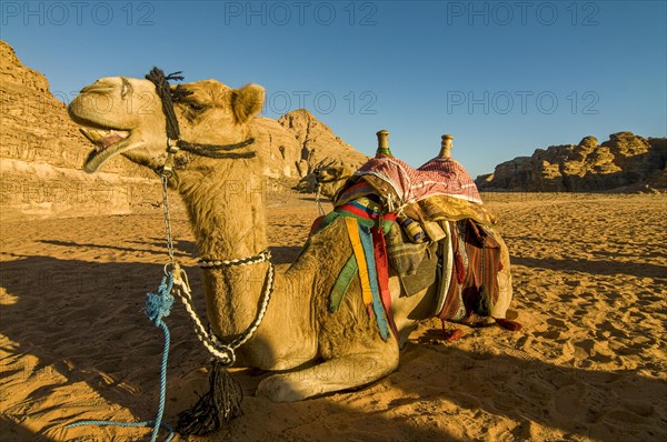 Camel is relaxing