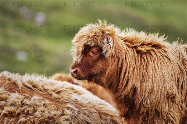 Scottish Highland Cattle