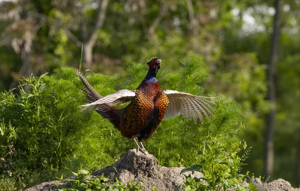 Pheasant