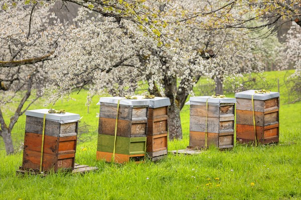 Beehives during fruit tree blossom