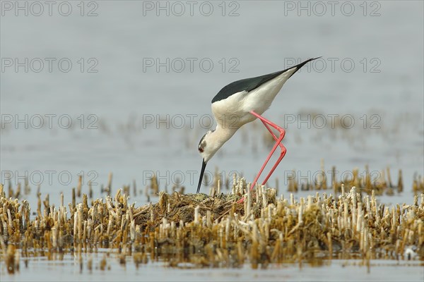 Black-winged Stilt