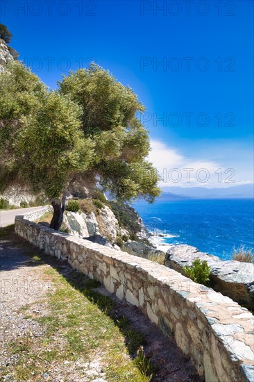 Tree on the coastal road around Cap Corse