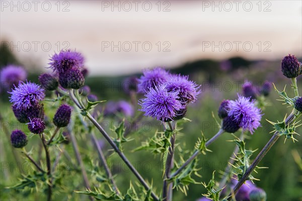 Creeping thistle